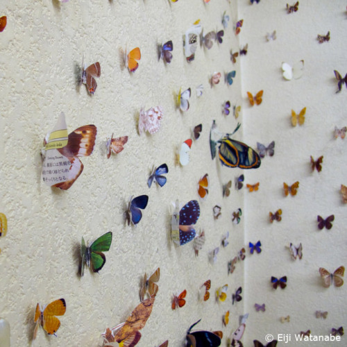 japaneseartnow:neverending patience of japanese artists Eiji Watanabe and her thousands of butterfly