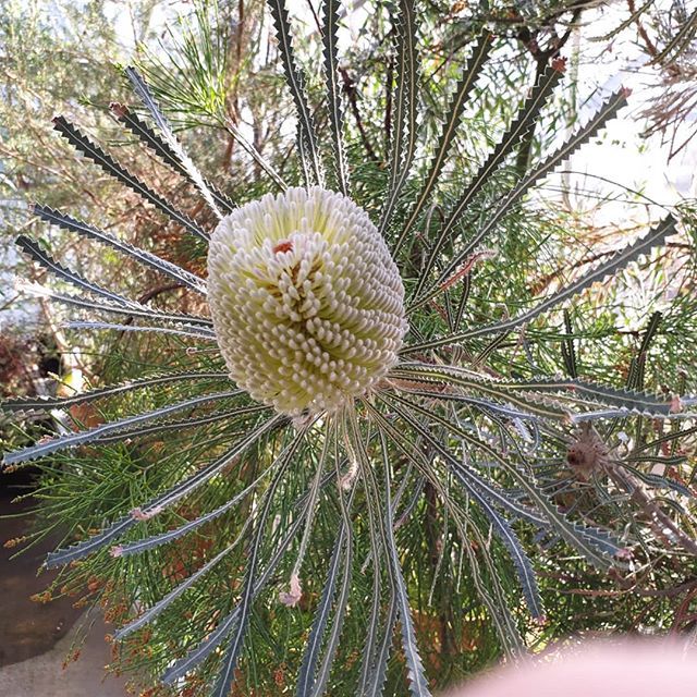 Happy Valentines Day! Roses are boring, so we have decided to treat you to this lovely Hooker’s Banksia from the sand plain shrublands of Western Australia.
Chilly day outside here in Storrs but the sun is out and the greenhouses are delightful. Stop...