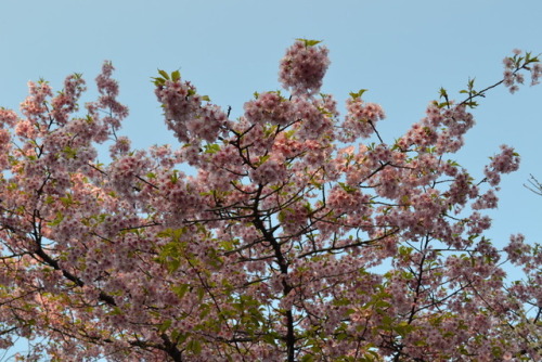 Flowers of Shinjuku Gyoen (March 2019)