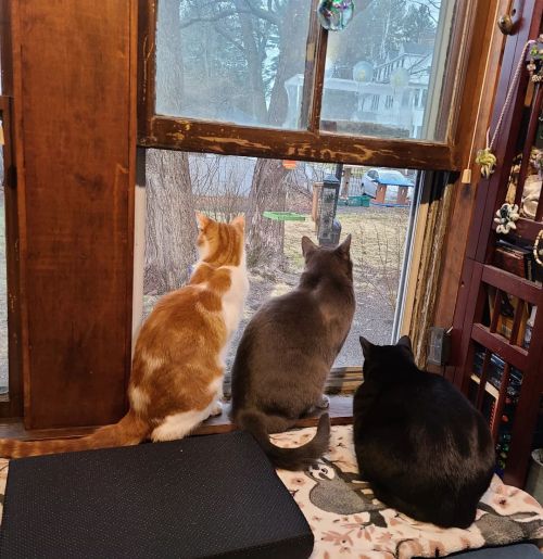 The bird TV window is open for business. (at South Hadley, Massachusetts) www.instagram.com/