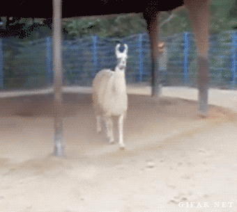 Baby Animal Posts