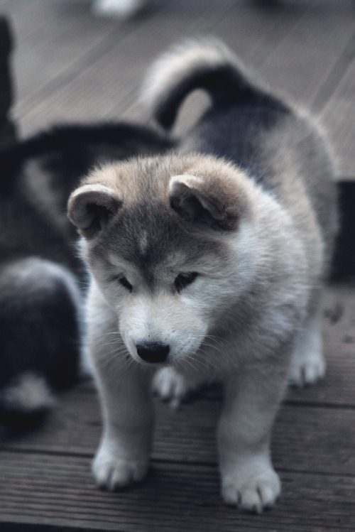 XXX envyavenue:  Alaskan Malamute Pup photo
