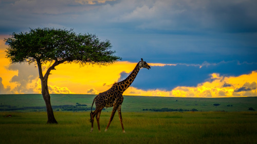 breathtakingdestinations:Maasai Mara - Kenya (by Markus Jaschke) 