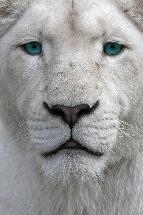 illchanel:   albino lion | source | more 