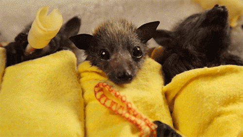 benj40:  apros3xia:  huffingtonpost:  These baby bats swaddled like little burritos