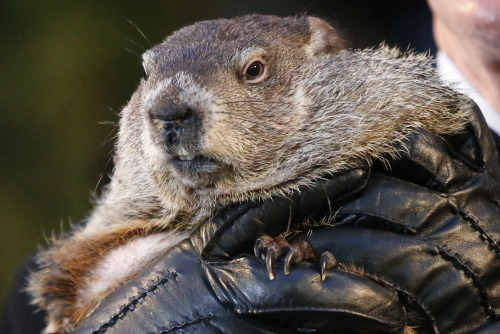 yahoonewsphotos:  Groundhog Day 2015 – Punxsutawney Phil predicts 6 more weeks of winterPunxsutawney Phil, the American groundhog famous for his weather predictions, saw his shadow after emerging from his burrow atop  Gobbler’s Knob in Pennsylvania