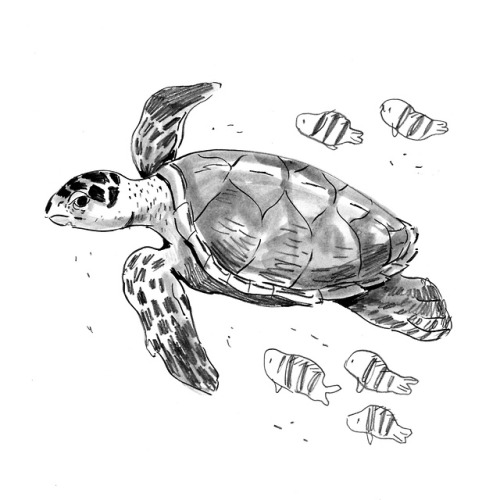 #2 Sea turtle