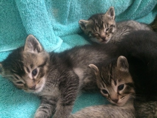 alittlefudge:So I’m fostering some kittens and their mama, and I just had to share them with the wor
