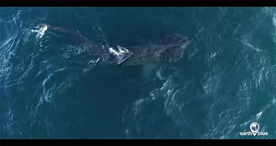 Meet the mighty basking shark!
