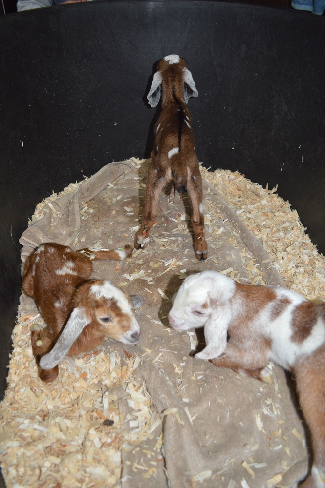 goattime:  Newborn triplets, less than one hour old. 