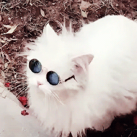Gojo Cat