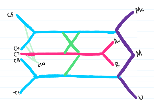 Medschoolmanic Presents: Brachial Plexus Made Easy!