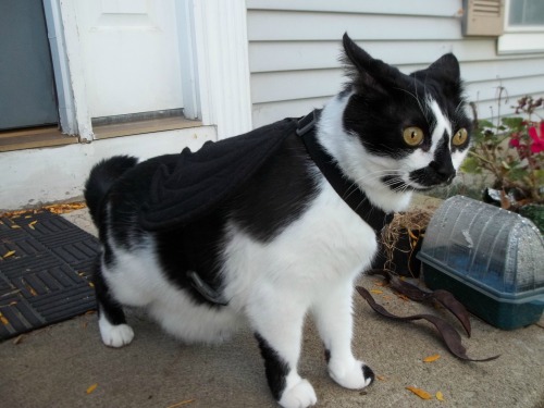 lunagora: For sixpenceee’s Halloween special, here is a picture of my cat in his bat harness. 