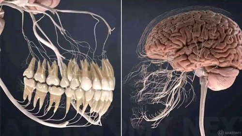 sixpenceee:   This is what the nerves related to the teeth look like.                              