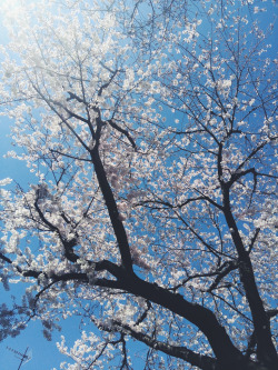 Hiromitsu:  Sakura By Hiha+ On Flickr. 
