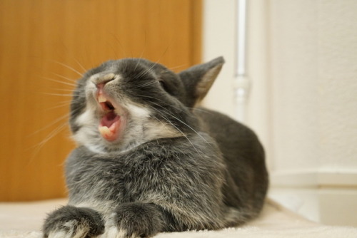 give a big yawn!