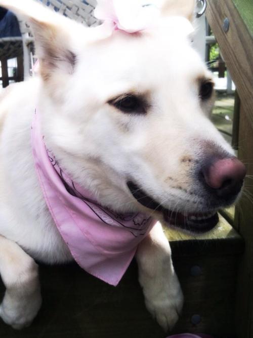 lusnka: Spring has sprung. My jindo puppy enjoying the spring air, and magnolias that have blossomed