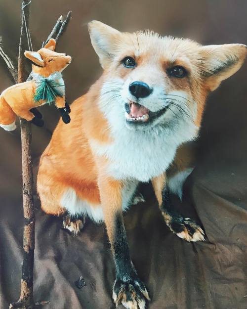 everythingfox: whatdoesthevixensay: everythingfox: “I am you, but stronger” Juniper the 