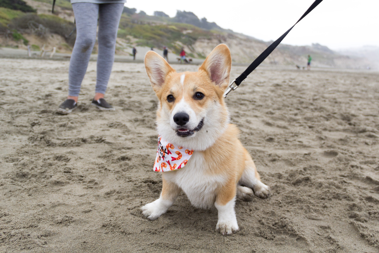 chubbythecorgi:  At NorCal Corgi Beach Day at Fort Funston. Got to meet some awesome