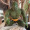 bchighlander: