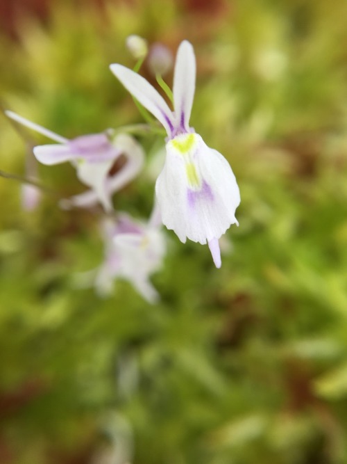 The differences between Utricularia sandersonii and Utricularia sandersonii &lsquo;Blue&rsqu