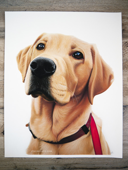 shaymusart: Hi there, my name is Shay and I have recently started a pet portrait art business after 