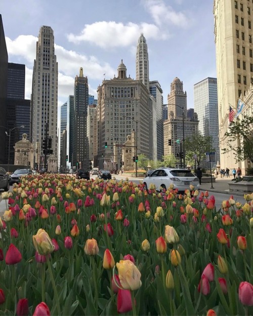 Happy Friday! #Chicago #michiganavenue #tulips #spring2017 #sunshine #bluesky #onmywaytowork #friyay