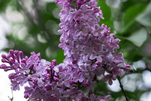 mossofthewoodsjewelry: Lilac (Syringa vulgaris)