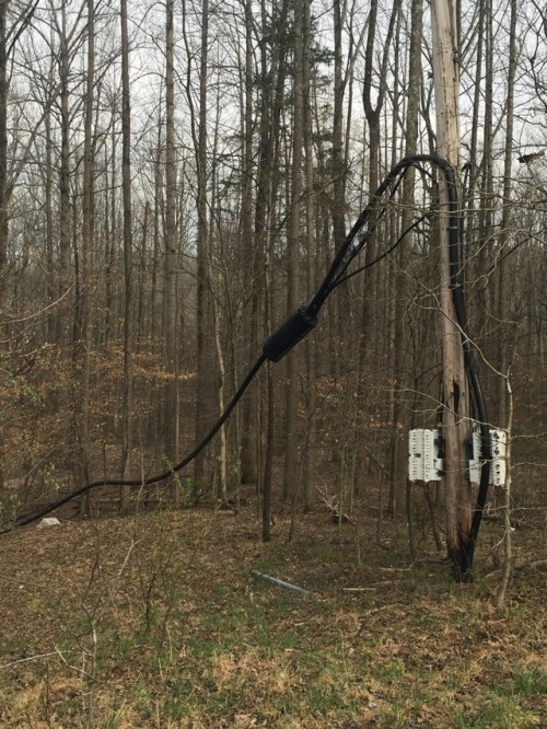 comrade-jiang: a walk through these woods, simmering with unease and decay. the downed power lines t