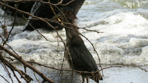 green heron eating an amphib - Isla Ometepe - Nicaragua 2012