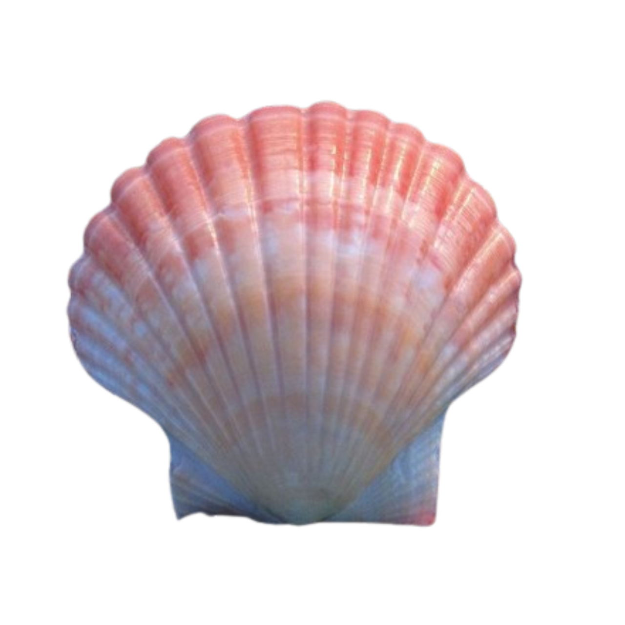 pink shell