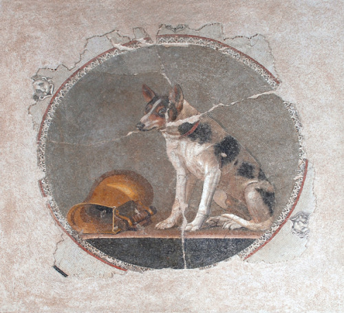 Mosaic depicting a sitting dog, 2nd century B.C. Egypt, Alexandria, El Shatby, Bibliotheca Alexandri