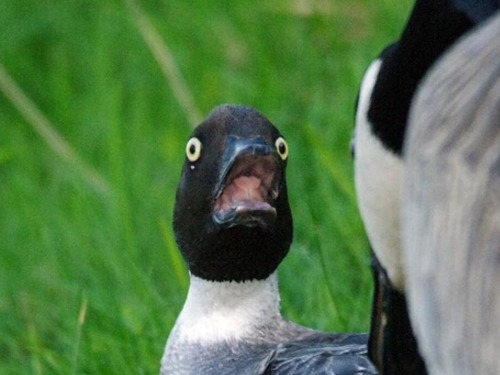 tibets: This is a goose I cannot stop laughing