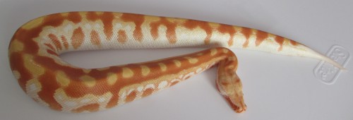 fattynoodles:Some high quality lasagna! Fresh shed Persephone, T- albino blood python, Python bron