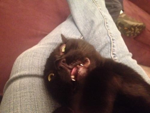 kawaiirostam: my cats so fucking weird she was purring the whole time but her face looked like this