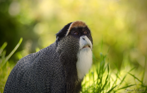 De Brazza’s Monkey (by Steve Wilson)