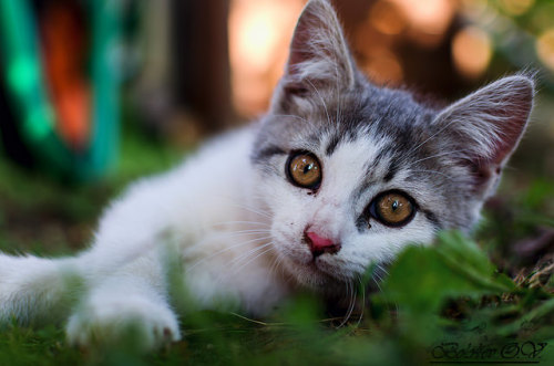 catycat21:a lost kitten by B.Oleg on Flickr.