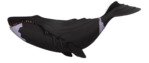cappuccinoob: Some real life whales in the style of Dishonored Whales!  Humpback Whale  Narwhal  B