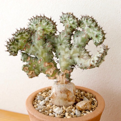 Euphorbia horwoodii  S.Carter &amp; Lavranosnormal form &amp; grafted cristate form