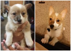 cute-overload:  Our Corgi’s ears tripled in size in 4 weekshttp://cute-overload.tumblr.com