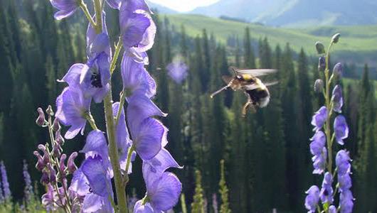 Bumblebees can fly higher than Mount Everest
That the bees can survive in higher elevations is good as climate change may have dramatic effects on their habitats at lower elevations.