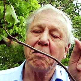 idlesuperstar:  Happy 90th Birthday David Attenborough [b: 8th May 1926] It seems