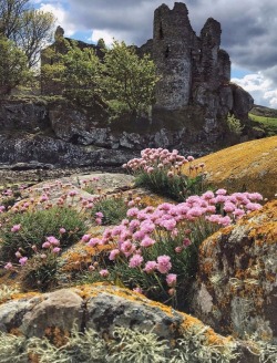 maureen2musings:Lichen and sea pinks at Castle Sween orsayoban