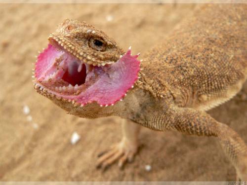 mychestpainwantsacigarette:Toad Headed Agama. What a fascinating little creature.