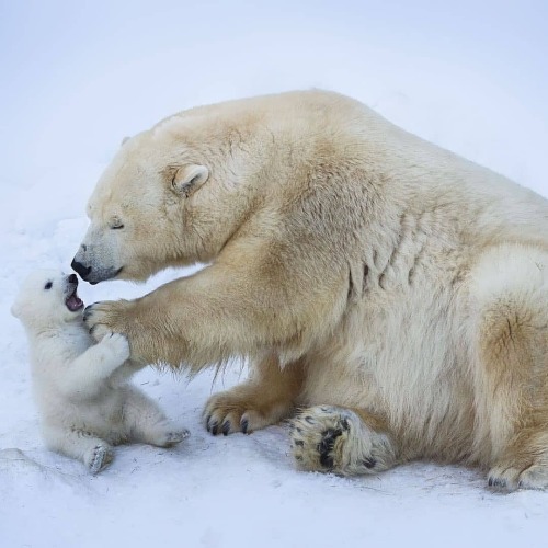 freshcoolwater:Polar bear (Ursus maritimus) with cub