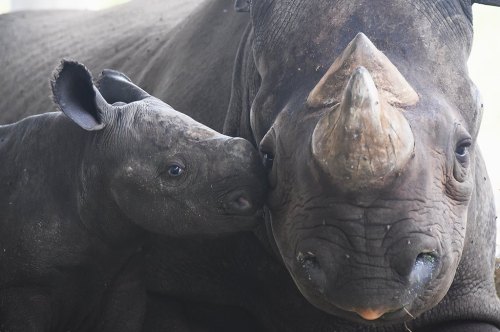 Another Big Baby For Zoo MiamiOn Sunday May 25th, a Black Rhinoceros was born just after 11:00 pm. T