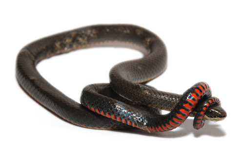 fuckyeah-snakes:  Ring Necked Snake  Who needs a scarf? I’m a strong, independent snake and I&
