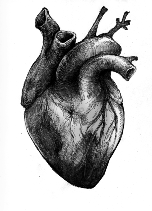 human heart