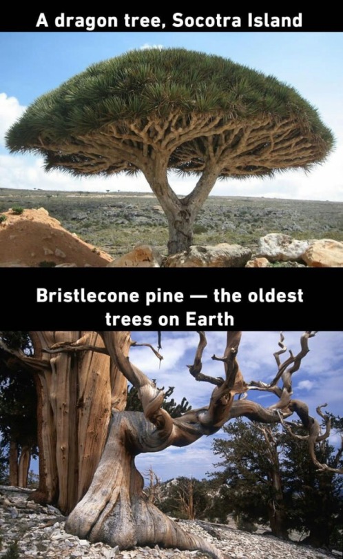 neurodivergent-crow: scienceampersandfantasy:    THIS IS WHAT I MEAN WHEN I SAY TREES ARE COOL 