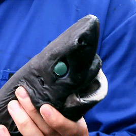 gentlesharks:The Lantern shark is one of only three types of shark that can produce